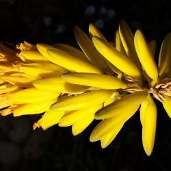 Yellow%20Flower.jpg